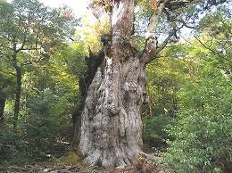 屋久島の縄文杉樹齢7200年