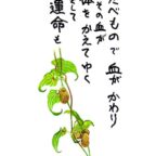 今日も一日元気を差し上げます。皆さん血液の洗濯してますか？