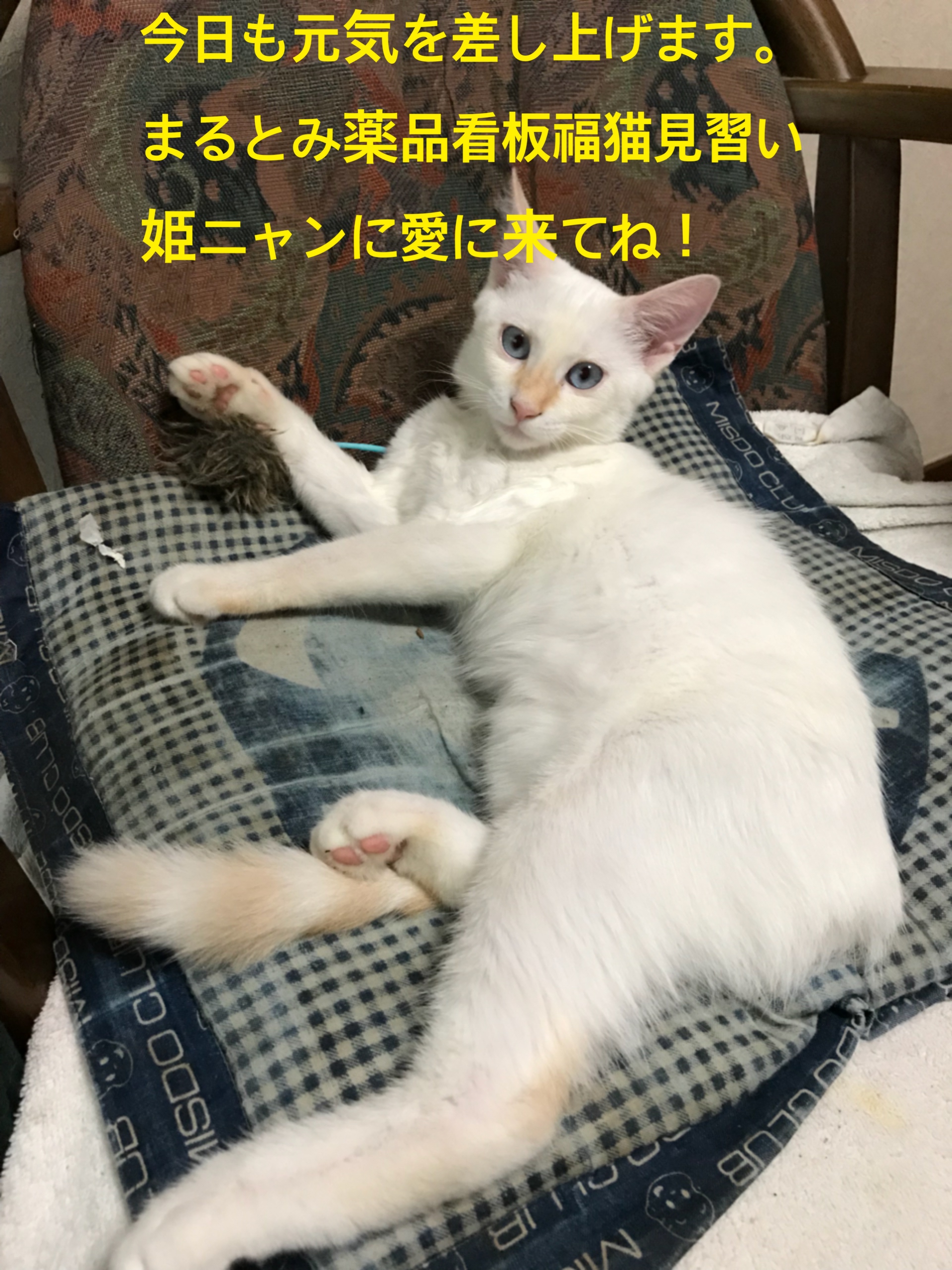 今日も一日元気を差し上げます。